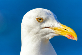 OISEAU;BIRD;BORD DE MER;SEASHORE;GOELAND;PORTRAIT;GROS PLAN;CLOSE UP