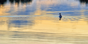 OISEAU;BIRD;BORD DE MER;SEASHORE;REFLECTION;REFLET;GREBE