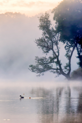 AUBE;AURORE;BIRD;EAU;ETANG;LEVER DE SOLEIL;OISEAU;POND;REFLECTION;REFLET;SUNRISE;TWILIGHT;WATER;GREBE;PODICEPS;MORBIHAN;ARBRE;TREE