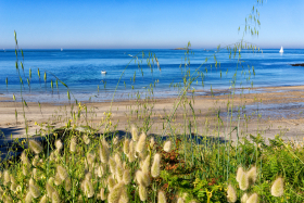 BEACH;BORD DE MER;MAREE;MER;PAYSAGE;PLAGE;SABLE;SAND;SEA;SEASCAPE;SEASHORE;TIDE;HERBE;GRASS;LAGURE OVALE;GROS MINET;CHATON