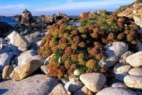 PAYSAGE;BORD DE MER;SEASHORE;SEASCAPE;OUESSANT;CRISTE MARINE;BRETAGNE;BRITTANY;ROCHER;ROCHE;ROCK;SEA FENNEL;MARINE FENNEL