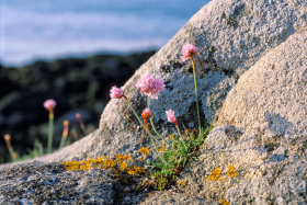 ARMERIE MARITIME;SEA PINK;CLIFF ROSE;FLEUR;FLOWER;BORD DE MER;SEASHORE;ROCHE;ROCHER;ROCK