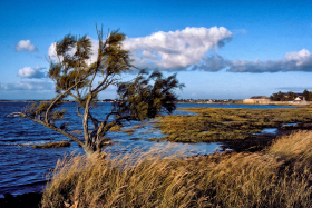 PAYSAGE;BORD DE MER;LANDSCAPE;SEASCAPE;RHUYS;MORBIHAN;SAINT ARMEL;SAINT COLOMBIER