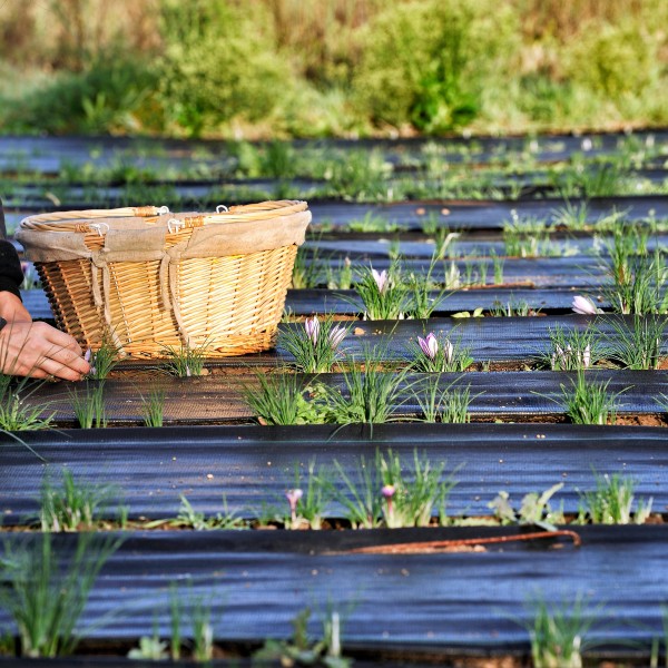 CROCUS;CULTURE;FARMING;PRODUCER;PRODUCTEUR;SAFFRON;SAFRAN;CUEILETTE;PICKING