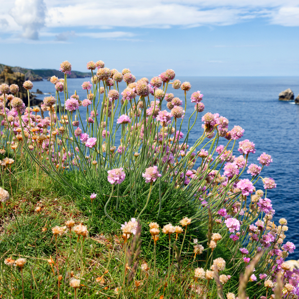 BORD DE MER;CLIFF;FALAISE;FLEUR;FLOWER;LANDSCAPE;NATURE;PAYSAGE;ROCHER;ROCK;SEASCAPE;SEASHORE;FINISTERE